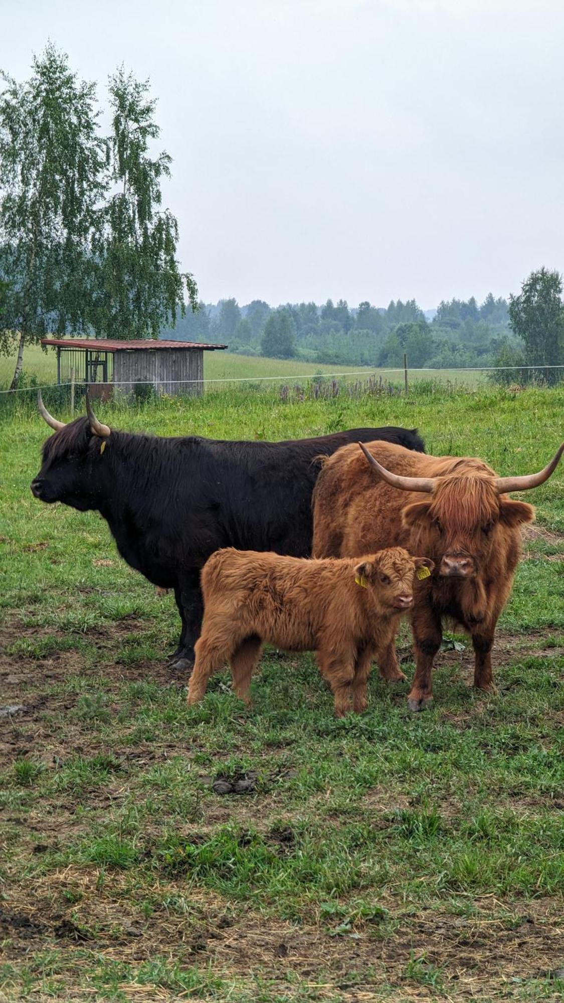 Vila Vynuogyne Paberze Zewnętrze zdjęcie